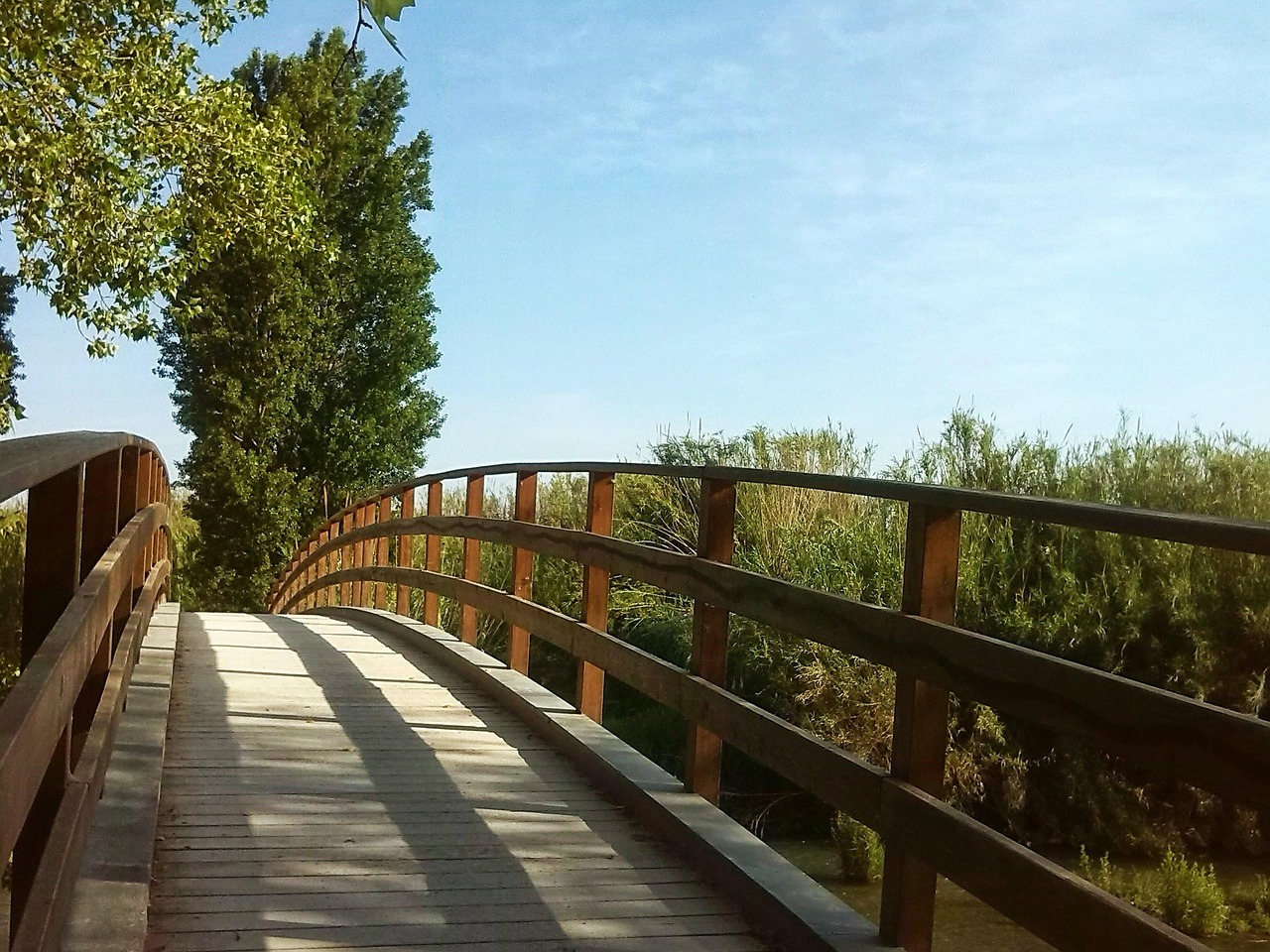 bridge, tree, path, entrepreneurship, landscape, nature, park, spring, begin, entrepreneurship, entrepreneurship, entrepreneurship, entrepreneurship, entrepreneurship